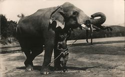 Man With Temple Elephant Ceylon Southeast Asia Postcard Postcard Postcard