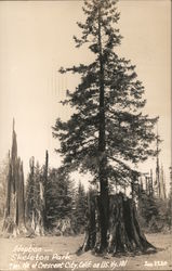 Adoption Skeleton Park Highway 101 Postcard