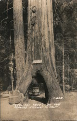 Coolidge Tree on the Redwood Highway. Car driving through Postcard