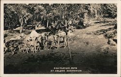 Deer at St. Helena Sanitarium Saint Helena, CA Postcard Postcard Postcard