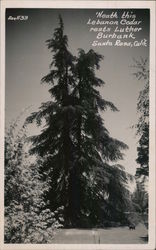 Neath this Lebanon Cedar rests Luther Burbank Santa Rosa, CA Postcard Postcard Postcard