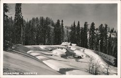 Chinquapin in winter - Yosemite California Postcard Postcard Postcard