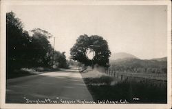 "Doughnut Tree" Postcard