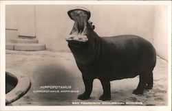 Hippopotamus Amphibius - San Francisco Zoological Gardens Postcard