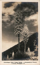 Greetings from Camp Baldy - Yucca Whippiel Mount Baldy, CA Alexander's Photos Postcard Postcard Postcard