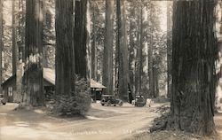 Richardson Grove, redwoods Postcard
