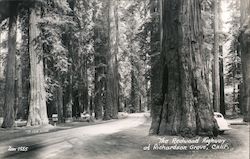 The Redwood Highway Redwood Grove, CA Postcard Postcard Postcard