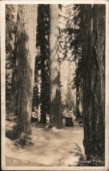 The Columbus Tree Postcard
