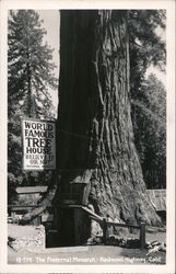 The Fraternal Monarch. World famous tree house. Believe it or not Redwood Highway, CA Postcard Postcard Postcard