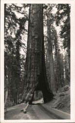 Redwood tree to drive through Postcard