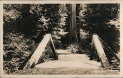 On the Redwood Highway. Save the Redwoods Postcard