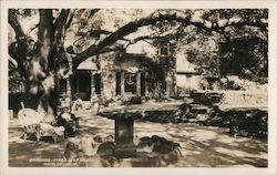 Grounds - Stag's Leap Manor Postcard