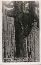 Largest Redwood in Napa County, near Lokoya Lodge California Postcard Postcard Postcard