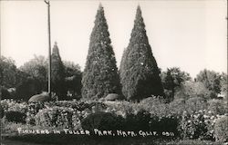 Flowers in Fuller Park Napa, CA Postcard Postcard Postcard