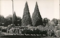 Flowers in Fuller Park Postcard