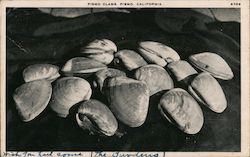 Pismo Clams Postcard