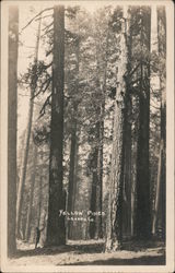 Yellow Pines, Lassen County Postcard