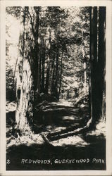 Redwoods, Guernewood Park Postcard