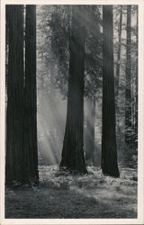 Sun Rays Through the Redwoods Monte Rio, CA Postcard Postcard Postcard