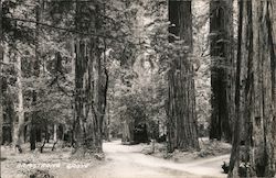 Armstrong Grove, redwood trees Postcard