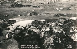 Abalones on California Coast 1902 Postcard