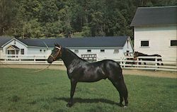 Orcland Bold Fox - Morgan black stalliion, Green Mountain Stock Farm Postcard