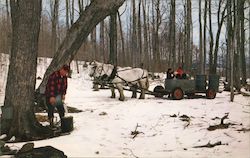 Collecting maple sap into buckets, horse drawn gathering tank wagon Postcard