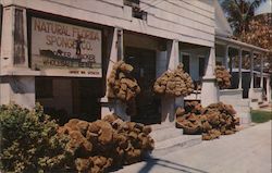 Natural Florida Sponge Co. Key West, FL Valence Color Studios Postcard Postcard Postcard