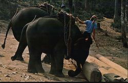 Two Trained Elephants Lifting a Heavy Teak-Wood Log in the Forest of Chiengmai, North Thailand Chengmai, Thailand Southeast Asia Postcard