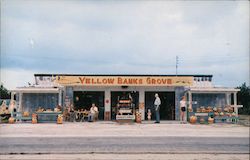 Yellow Banks Grove, Florida fruits, store Indian Rocks Beach, FL Postcard Postcard Postcard