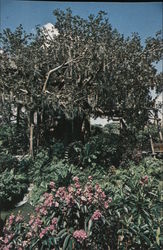 Swiss Family Island Treehouse Postcard