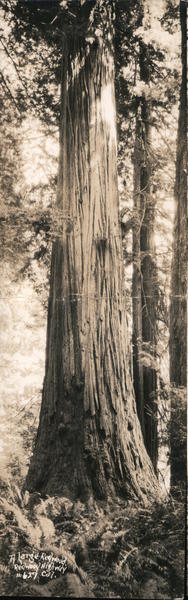 A Large Redwood - Redwood Highway, California