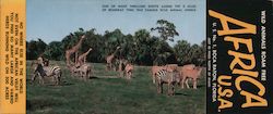 Africa U.S.A. - zebras, giraffe. Wild animals roam free Boca Raton, FL Large Format Postcard Large Format Postcard Large Format Postcard