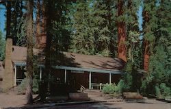 Big Trees Lodge, Mariposa Grove of Big Trees Yosemite National Park, CA Postcard Postcard Postcard