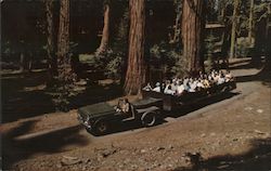 Tram at Mariposa Grove Yosemite National Park, CA Dana Morgenson Postcard Postcard Postcard