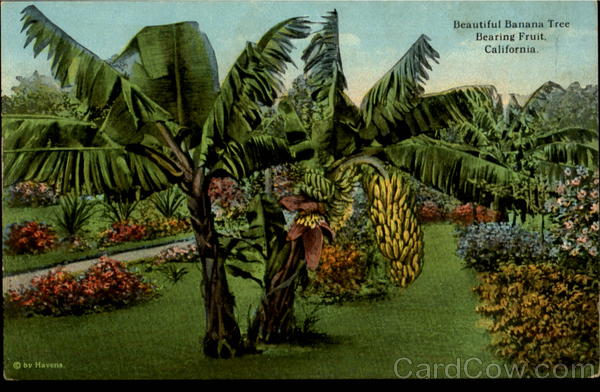 Beautiful Banana Tree Bearing Fruit Scenic California