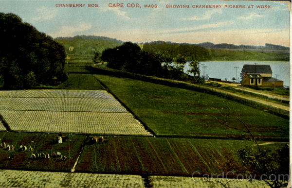 Cranberry Bog Cape Cod Massachusetts