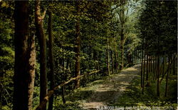 Old Wood Road And Red Rocks Postcard