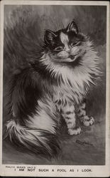 Rare Foolish Looking Cat Postcard