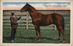 "Man-O-War," the Wonder Horse, Bred in "Old Kentucky" Postcard