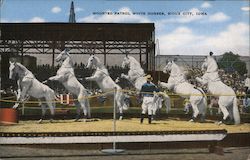 Mounted Patrol White Horses Sioux City, IA Postcard Postcard Postcard