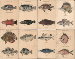 Lot of 8: Hawaiian Fishes Postcard