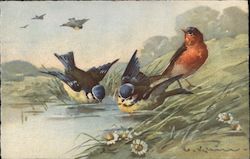Birds drinking out of a pond Postcard