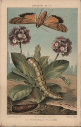 La Noctuelle Fiancee (Life Cycle of a moth) Postcard