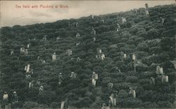 Tea field with Pluckers at Work Postcard