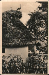 Podk. rus. Capi Postcard