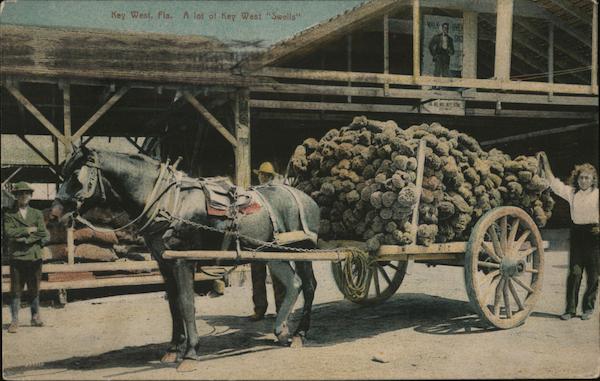 A lot of Key West Smells Florida