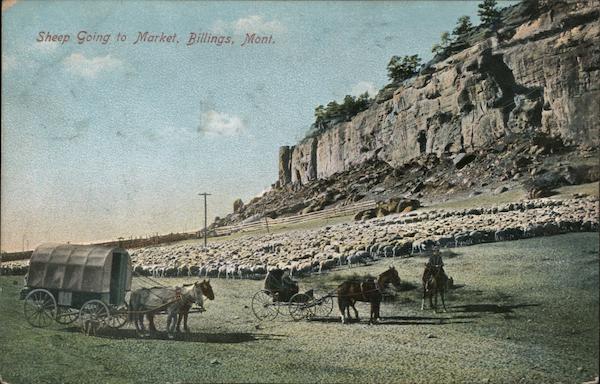 Sheep Going to Market Billings Montana
