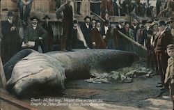 Shark: 32 Feet Long, Weight 7 Ton San Pedro, CA Postcard Postcard Postcard