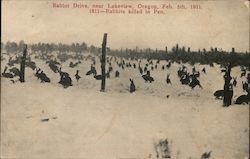 Rabbit Drive, Feb. 5th, 1911. 1811-Rabbits Killed in pen. Lakeview, OR Postcard Postcard Postcard